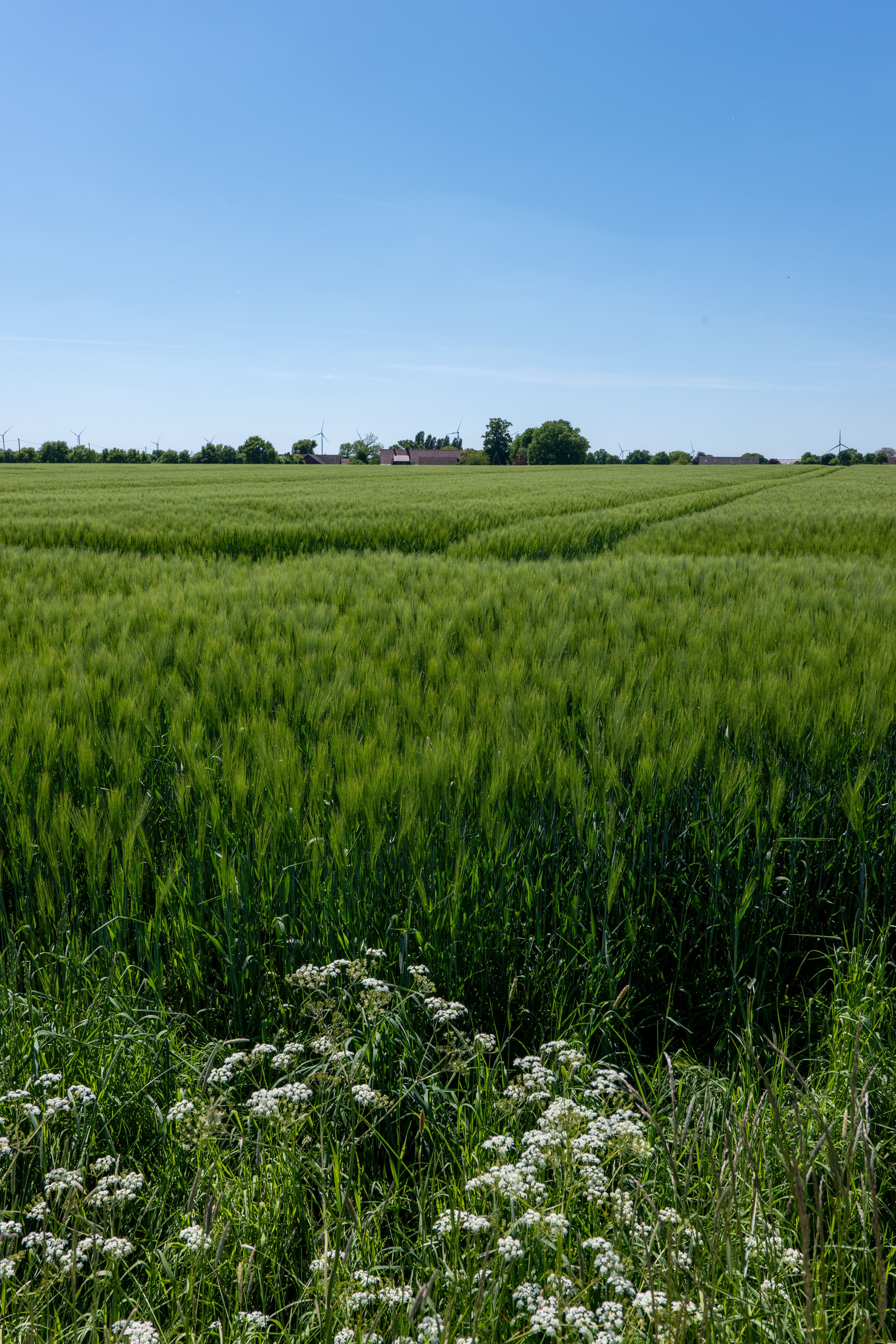 Lush Green Field Under Clear Blue Sky · Free Stock Photo