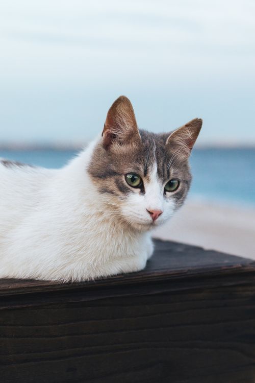 Free Cute cat relaxing near the ocean in Antalya, Turkey during blue hour. Perfect for pet and travel themes. Stock Photo
