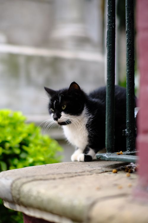 Free Close-up of a black and white cat perched on a stone ledge, peering into an urban environment. Stock Photo