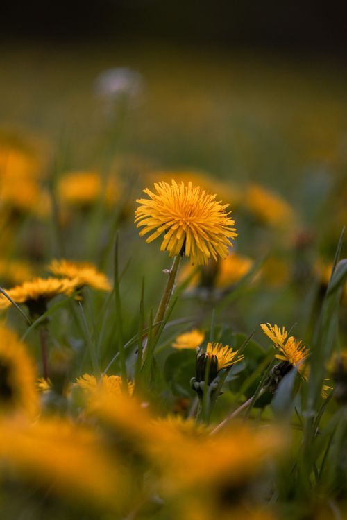 Free A close-up of dandelions in a lush Latvian meadow exuding vibrant spring colors. Stock Photo