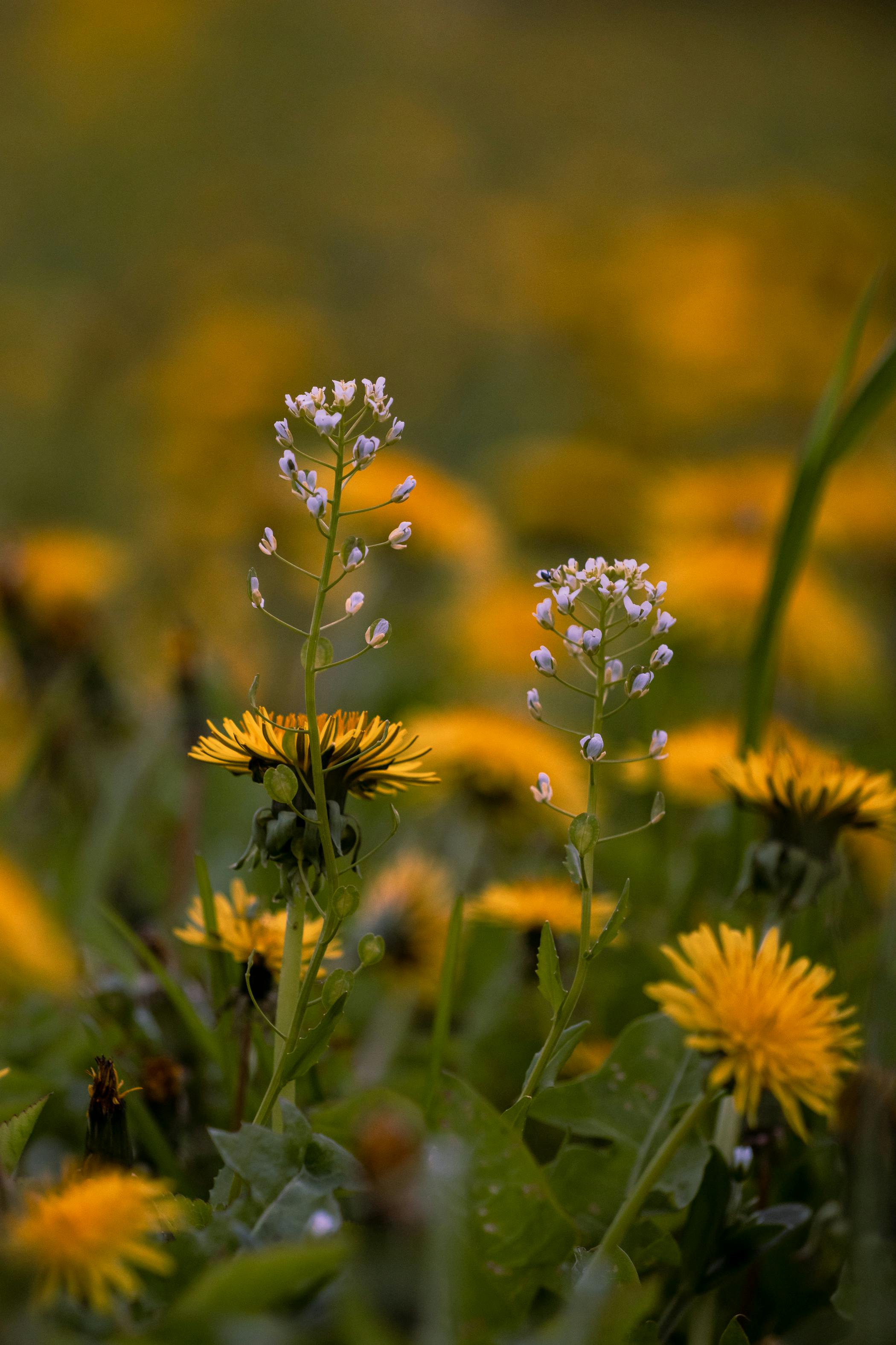 A serene field of blooming yellow dandelions in Latvia, capturing the essence of spring.