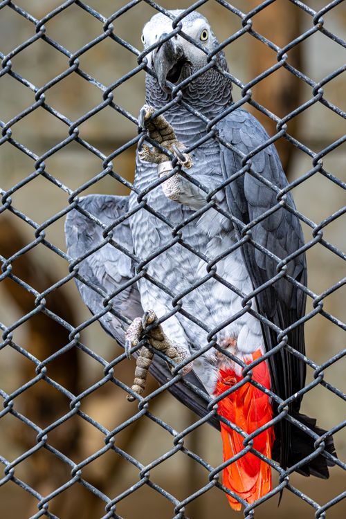 Free An African Grey Parrot perched behind a cage with vibrant red tail feathers visible. Stock Photo