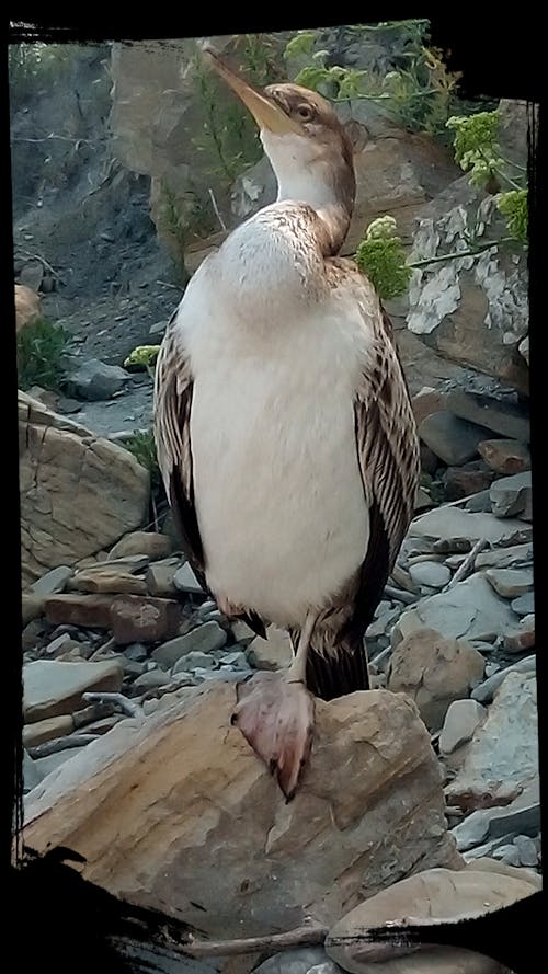 Photos gratuites de oiseau, oiseau sur le rivage