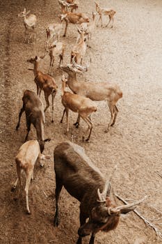 Aerial view of deer herd in Ho Chi Minh City Zoo, showcasing diverse wildlife in urban Vietnam.