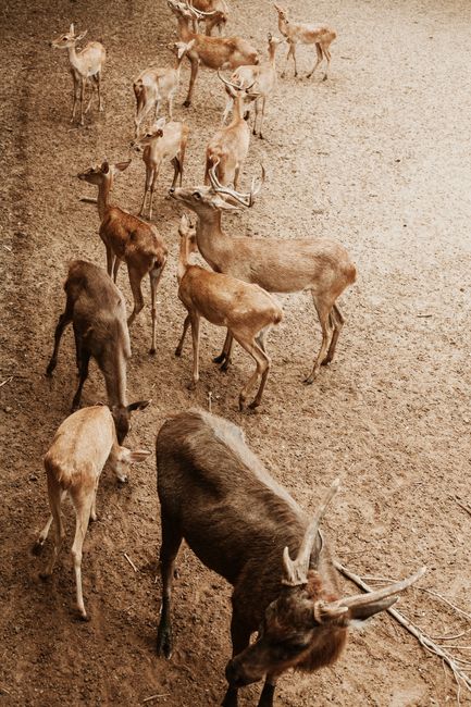 Aerial view of deer herd in Ho Chi Minh City Zoo, showcasing diverse wildlife in urban Vietnam.