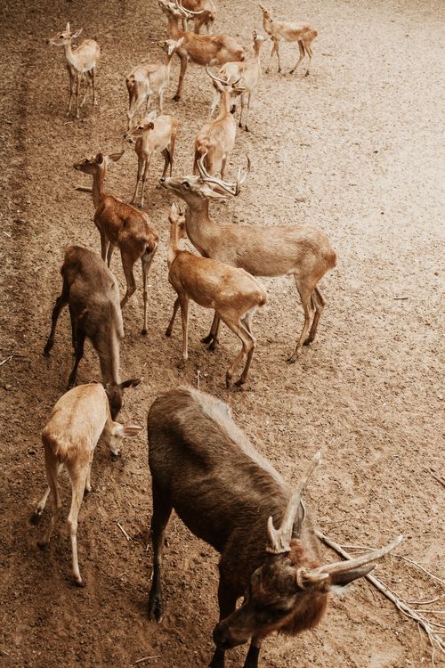 Free Aerial view of deer herd in Ho Chi Minh City Zoo, showcasing diverse wildlife in urban Vietnam. Stock Photo