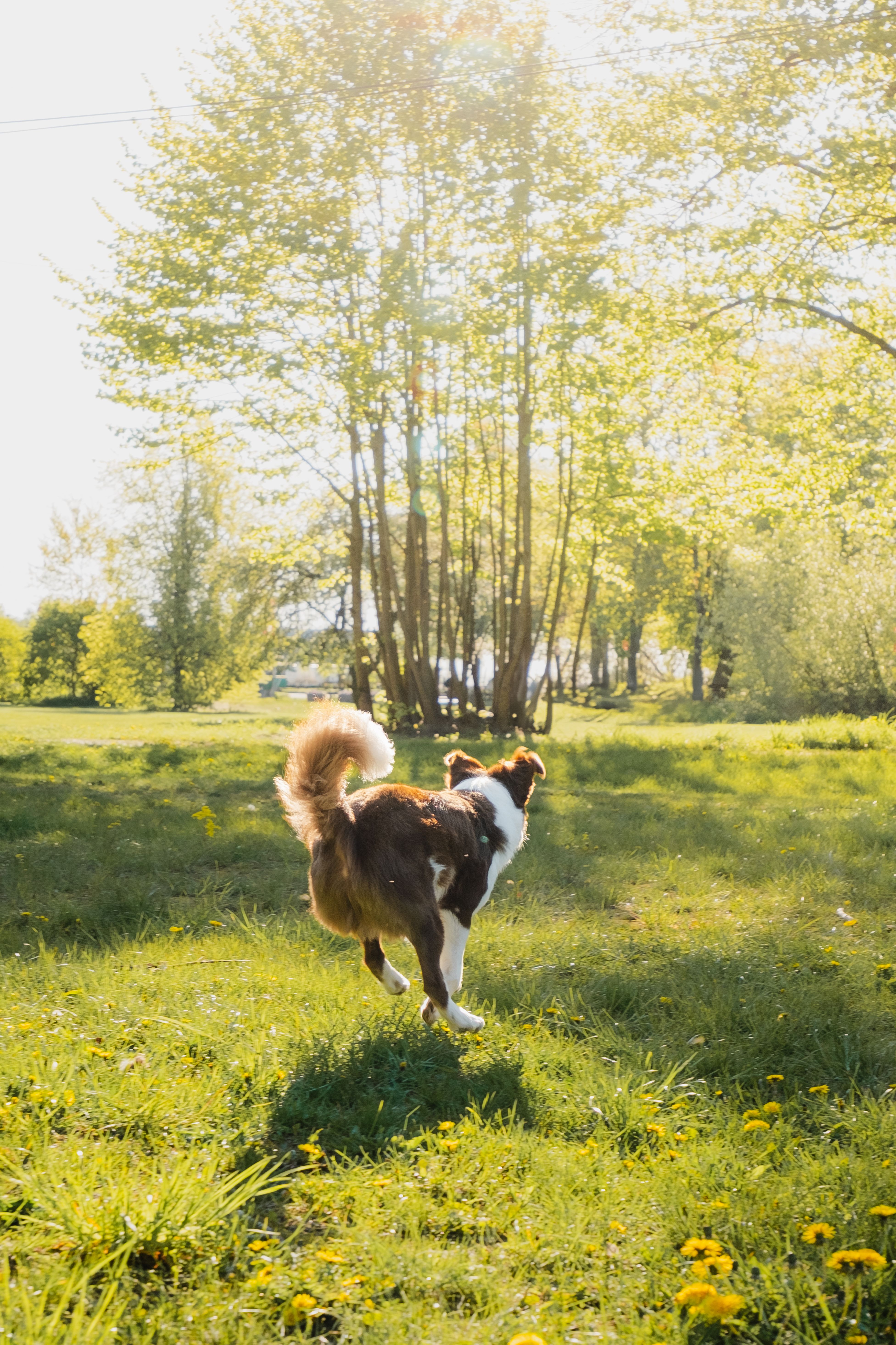 Playful Dog Enjoying a Sunny Day in the Park · Free Stock Photo