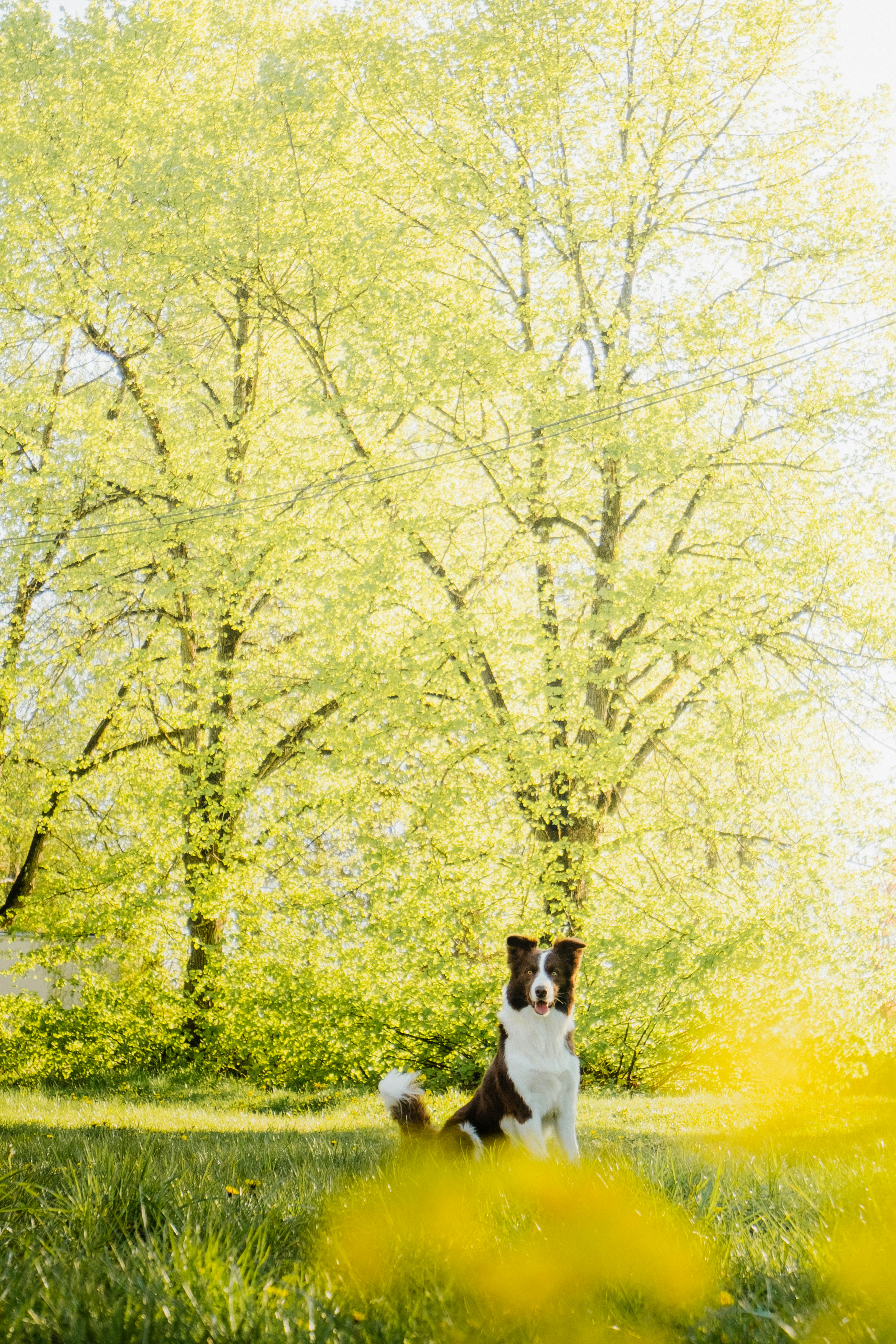 Adorable Border Collie enjoying a vibrant spring day in a sunlit meadow.