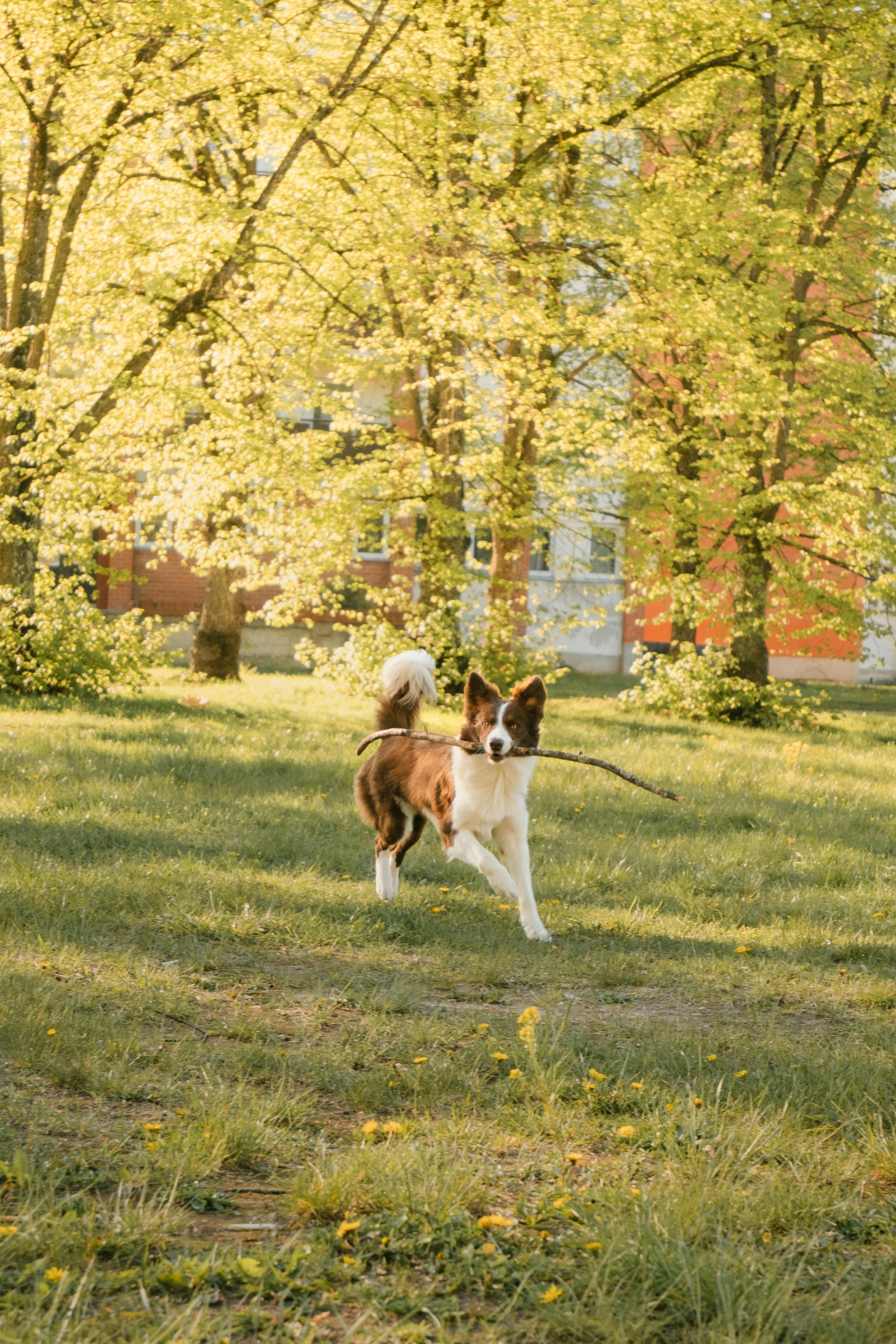 A border collie playing fetch with a stick in a sunlit park, surrounded by spring foliage.