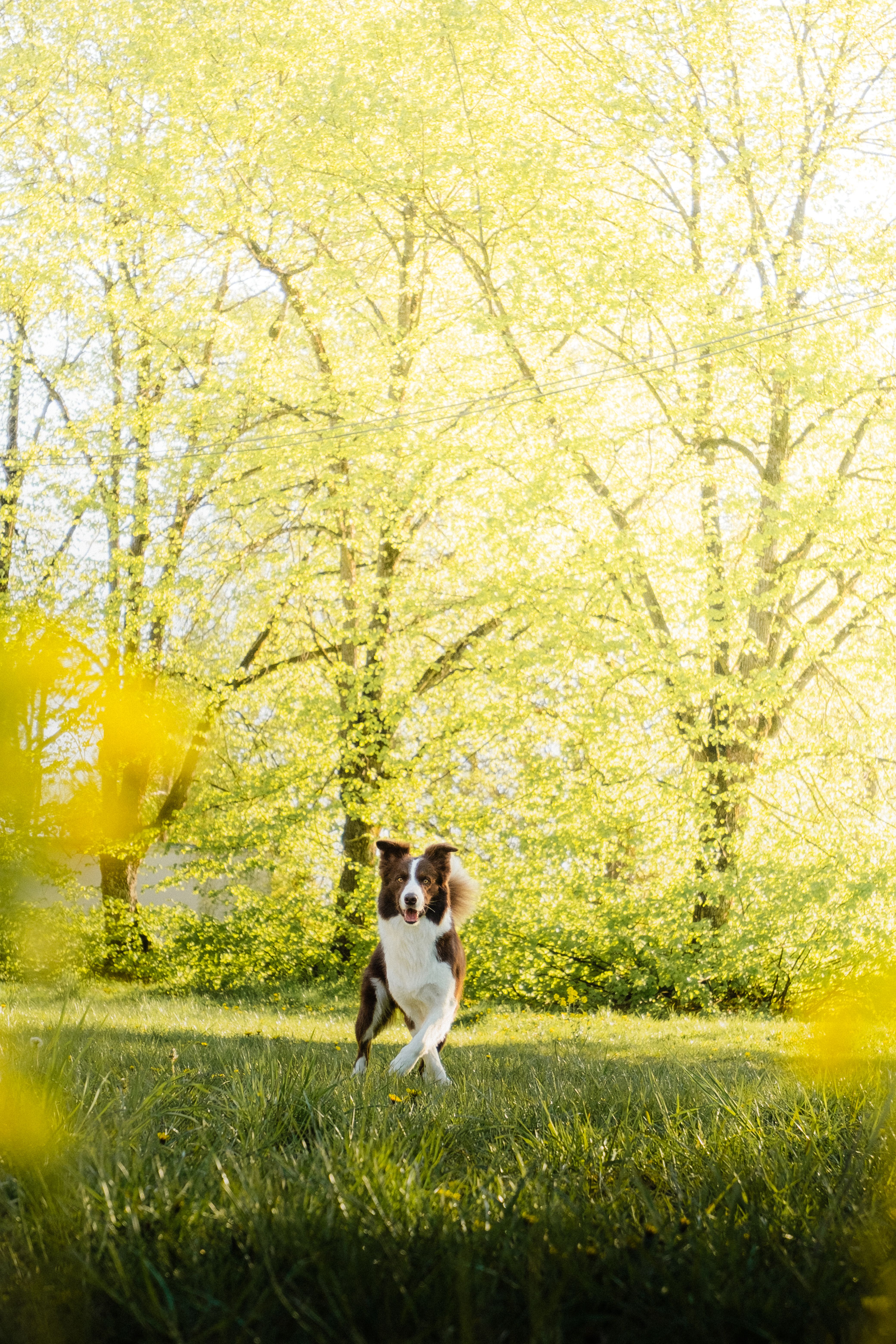 Border Collie Running in Springtime Park · Free Stock Photo