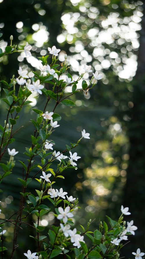 Free Close-up of blooming jasmine flowers in a sunlit garden, capturing nature's serenity. Stock Photo