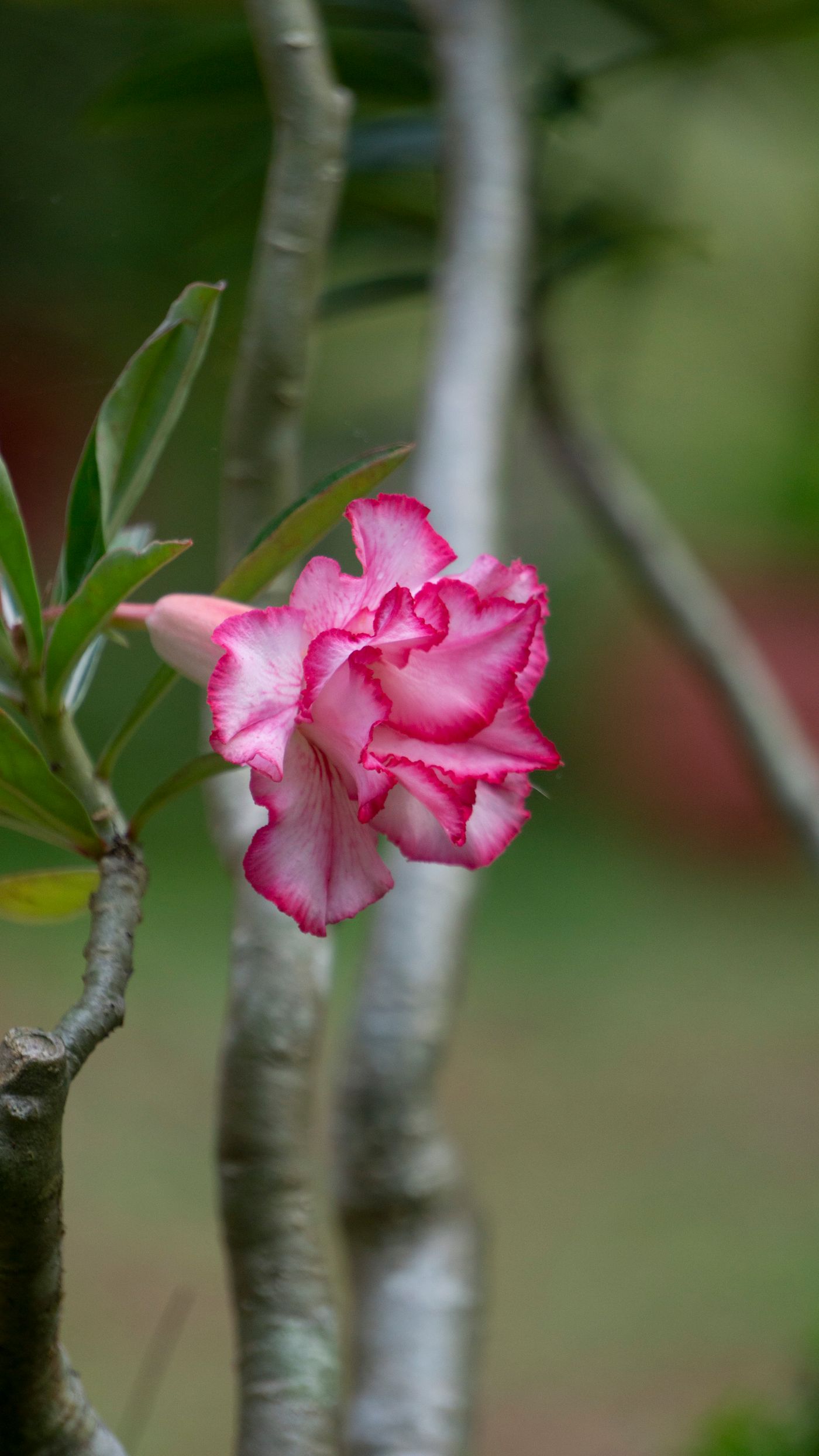 Foto de stock de adenium: uma forma criada pela natureza
