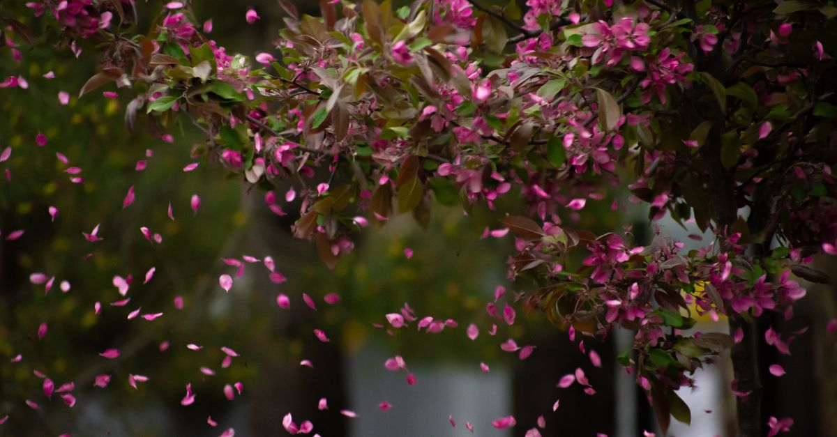 Spring Tree Petals Pink Blossom Tree with Falling Petals in Spring · Free Stock Photo