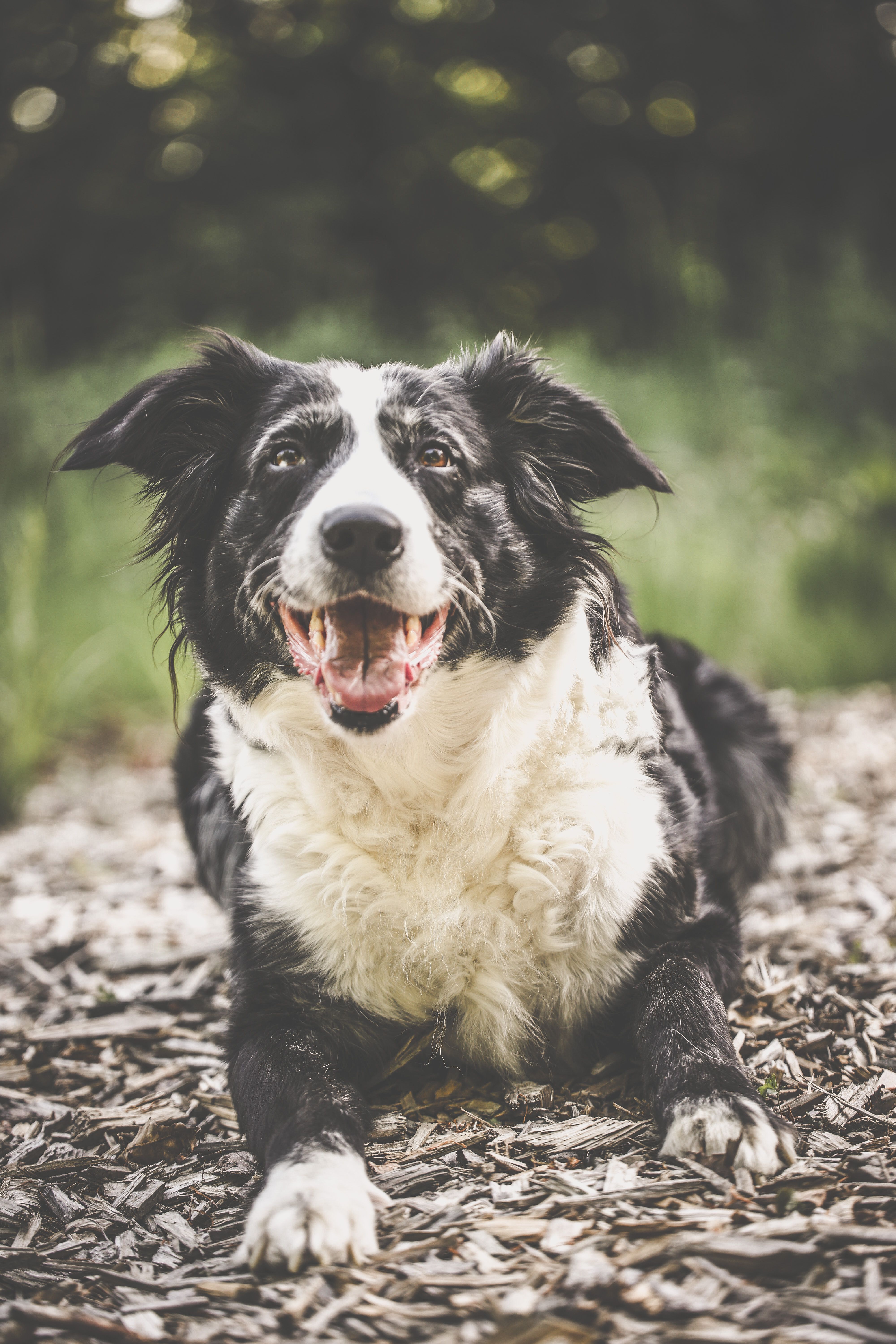 Dog Breed Photos, Download The BEST Free Dog Breed Stock Photos & HD Images