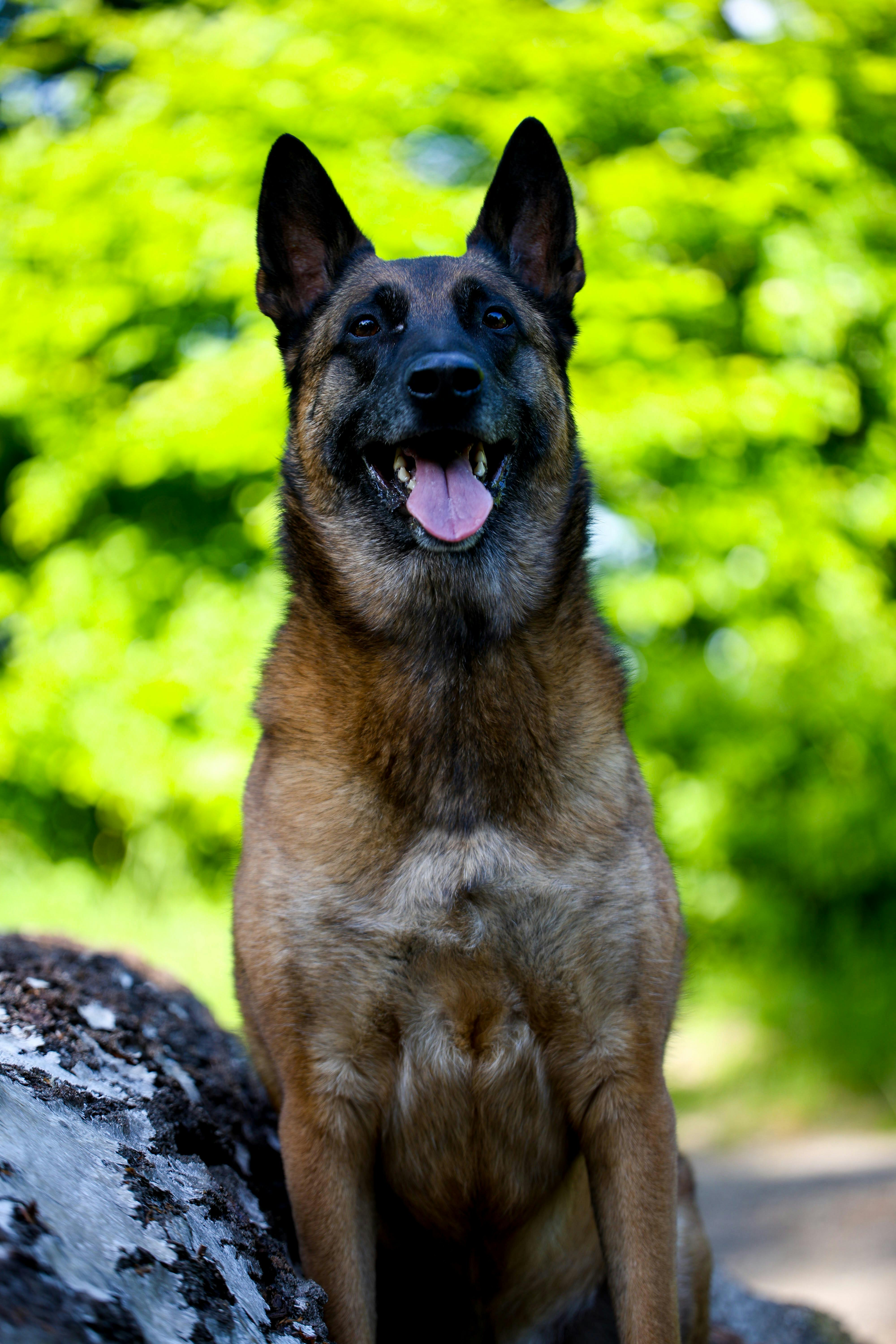Portrait of a Belgian Malinois sitting in a verdant forest setting, showcasing alertness and intelligence.