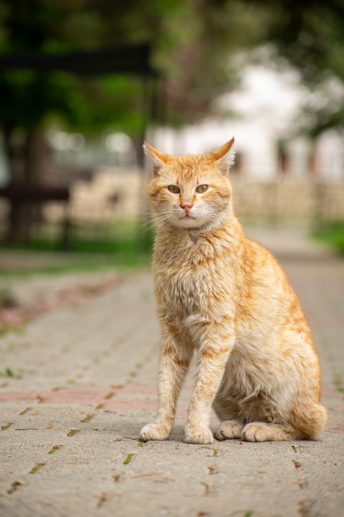 Free Portrait of a ginger alley cat sitting on a paved path in a serene outdoor setting. Stock Photo