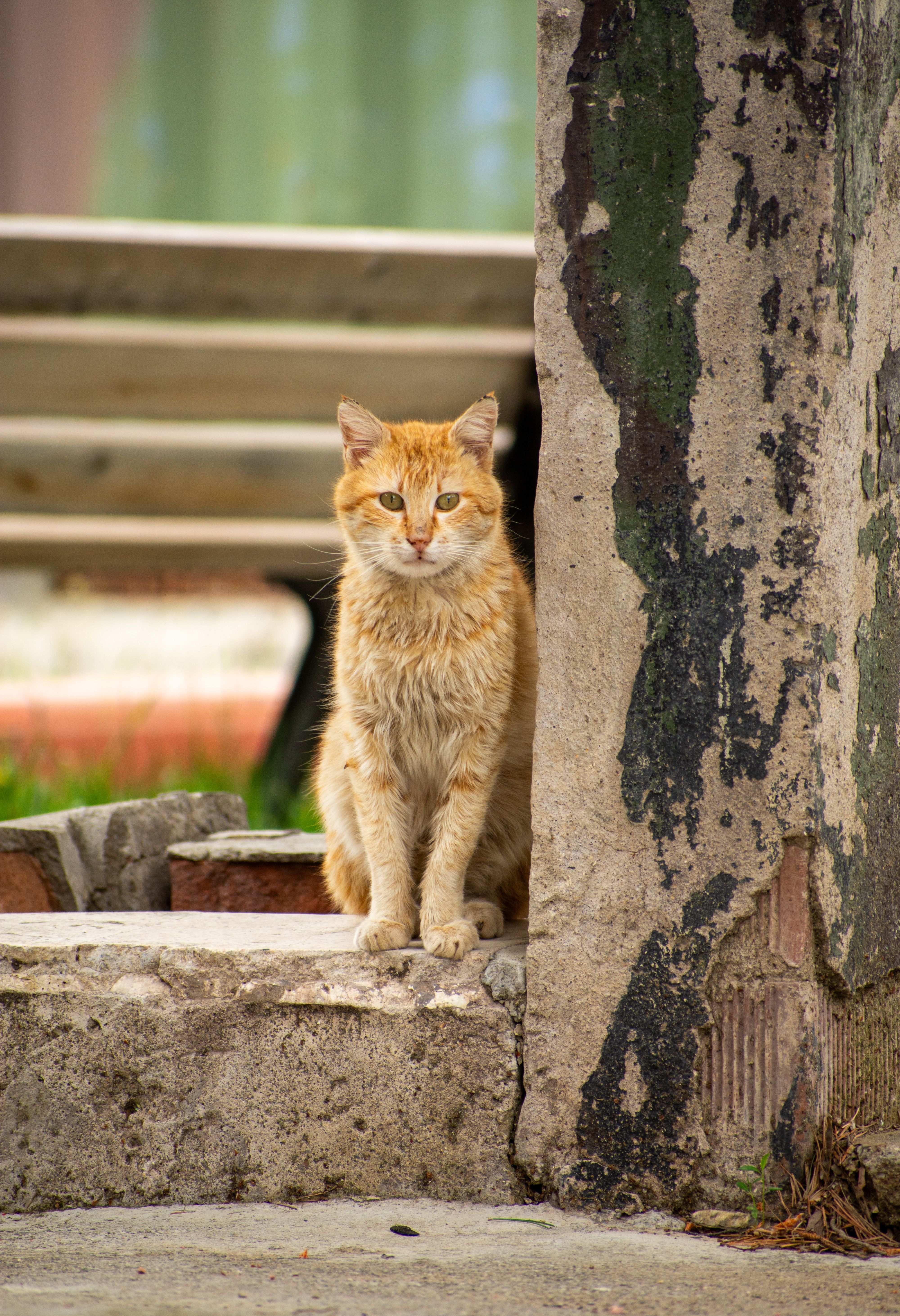 坐在户外的姜猫肖像 · 免费素材图片