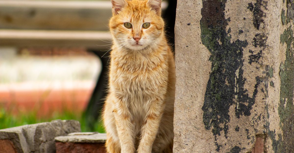 坐在户外的姜猫肖像 · 免费素材图片