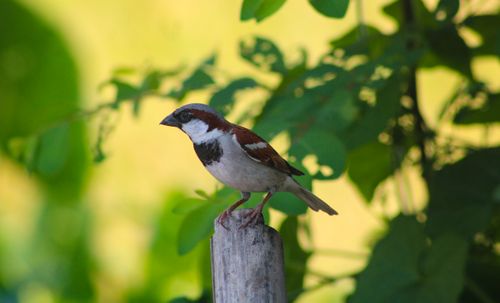 Free A vibrant sparrow perched on a wooden post with lush greenery, captured outdoors in Chittagong, Bangladesh. Stock Photo
