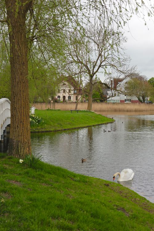 Free Peaceful riverside landscape with swans and greenery in Stralsund, capturing spring freshness. Stock Photo