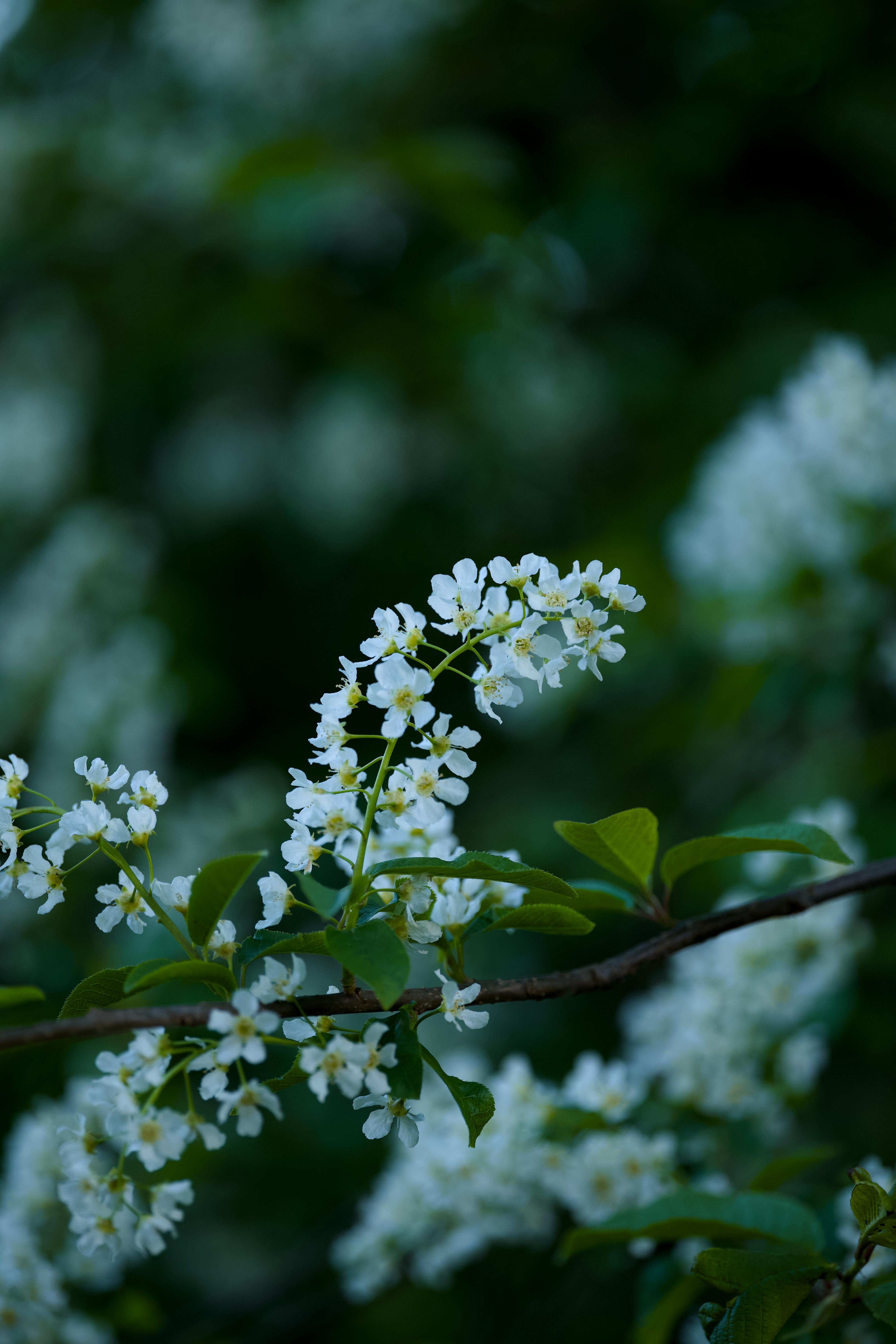 Close-up of white blossoms on a tree branch, showcasing natural beauty in spring.