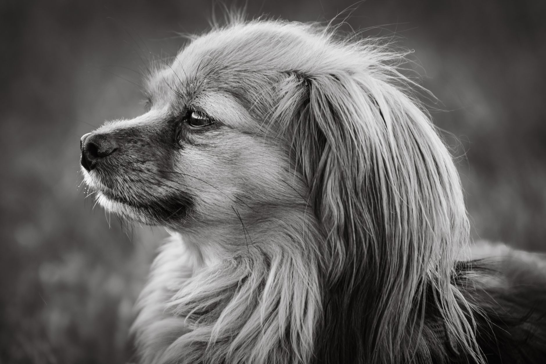 Veterinary care for a dog