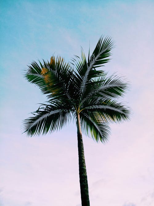 Low-angle Photo of Green Coconut Palm Tree