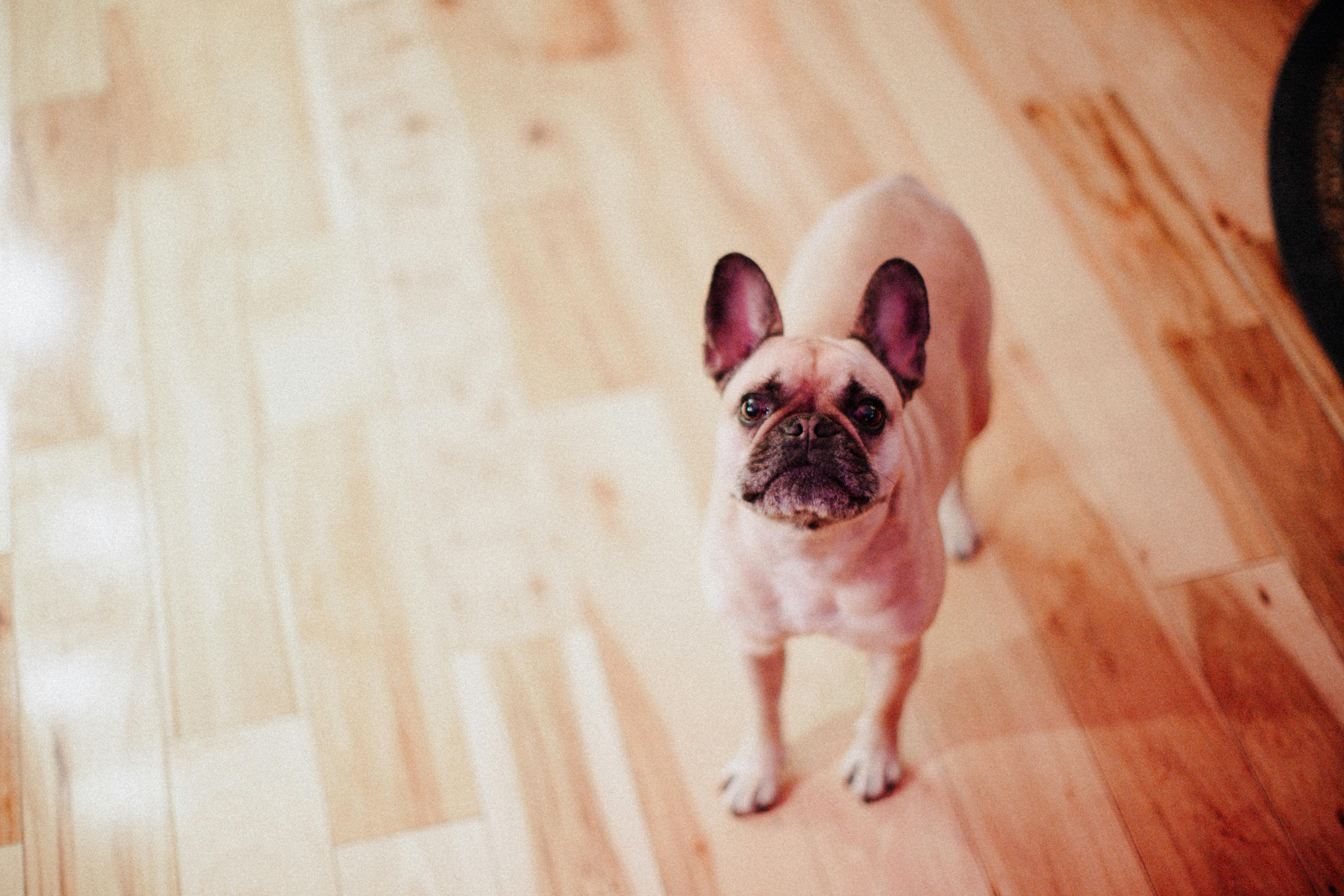 pet technology pet refine technology — Photo by K on Pexels