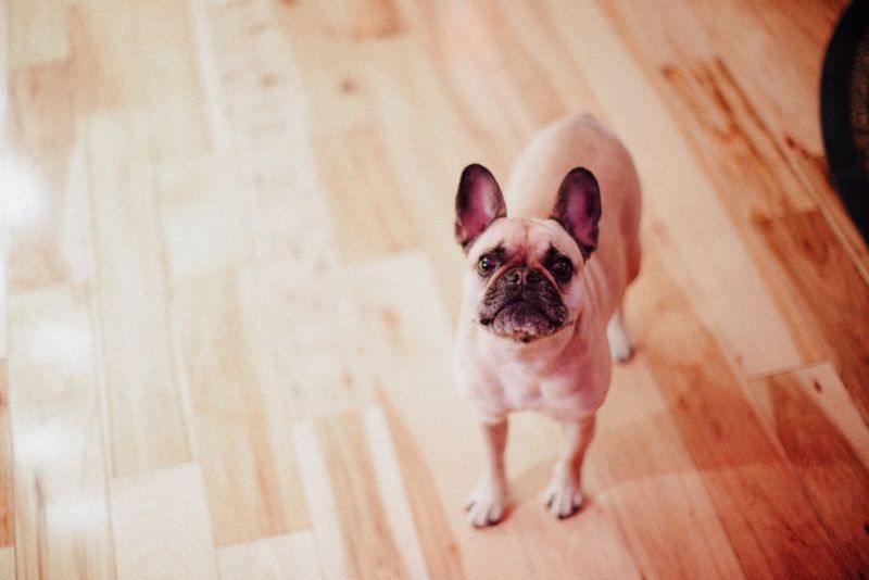 Happy French Bulldog standing on wooden floor indoors