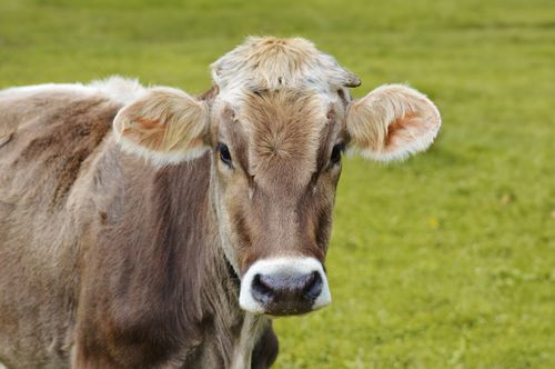 Free Close-up of a brown cow in a lush green pasture during daytime, showcasing its gentle features. Stock Photo