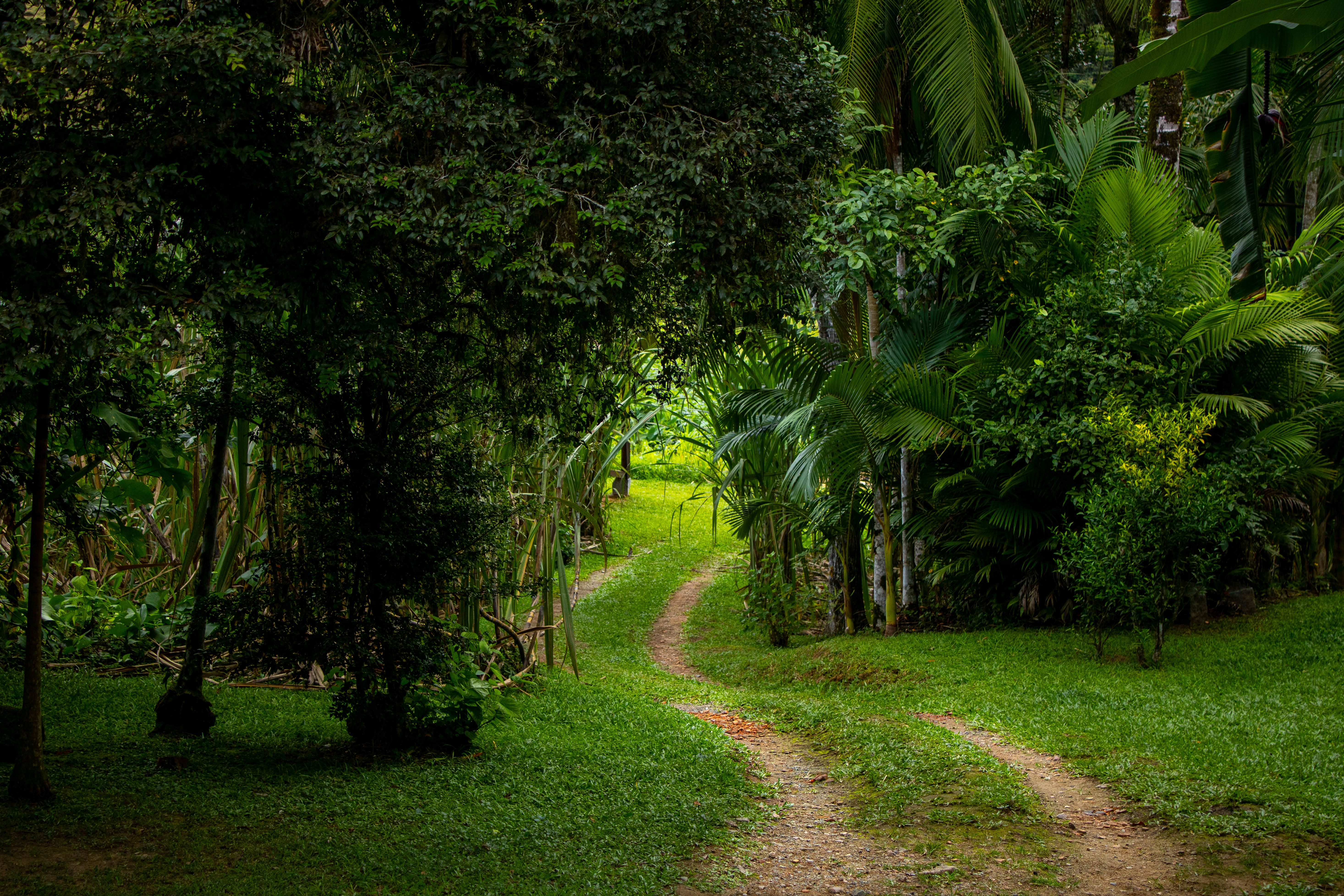 Angaur's Wild Monkey Forest