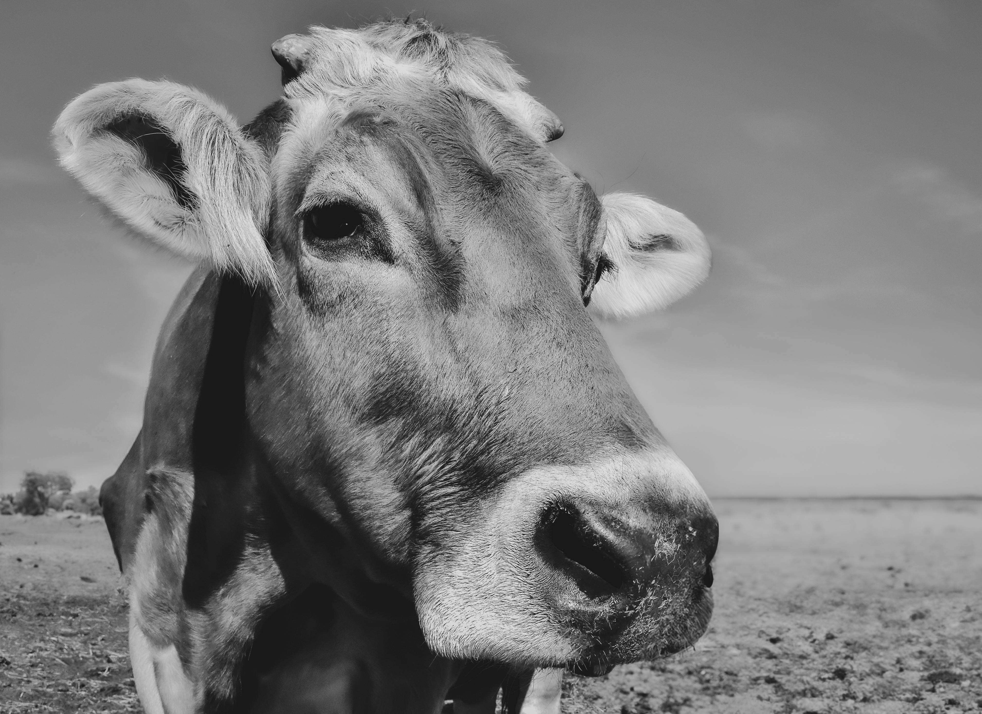 A detailed black and white photograph of a cow in a field, emphasizing its facial features.