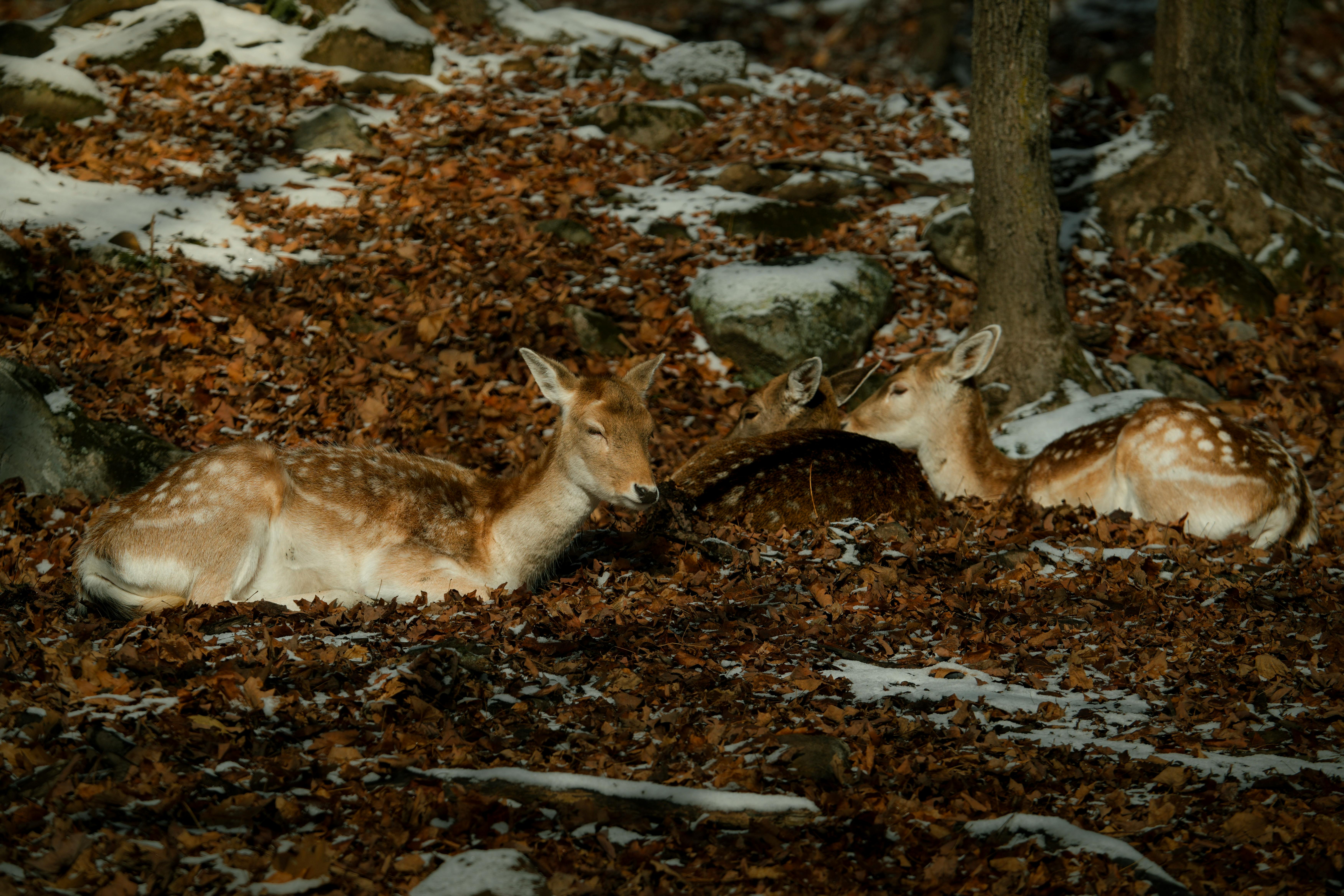 Fallow deer resting on fall leaves in snowy Montebello, Quebec forest.