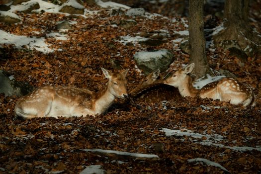 Fallow deer resting on fall leaves in snowy Montebello, Quebec forest.
