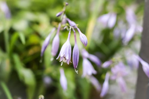 Gratis arkivbilde med 4k-bakgrunnsbilde, blomst, blomster