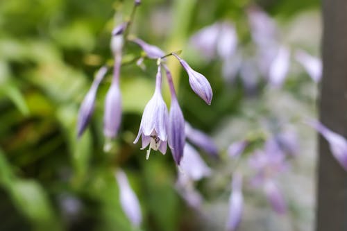 Gratis arkivbilde med 4k-bakgrunnsbilde, blomst, blomster