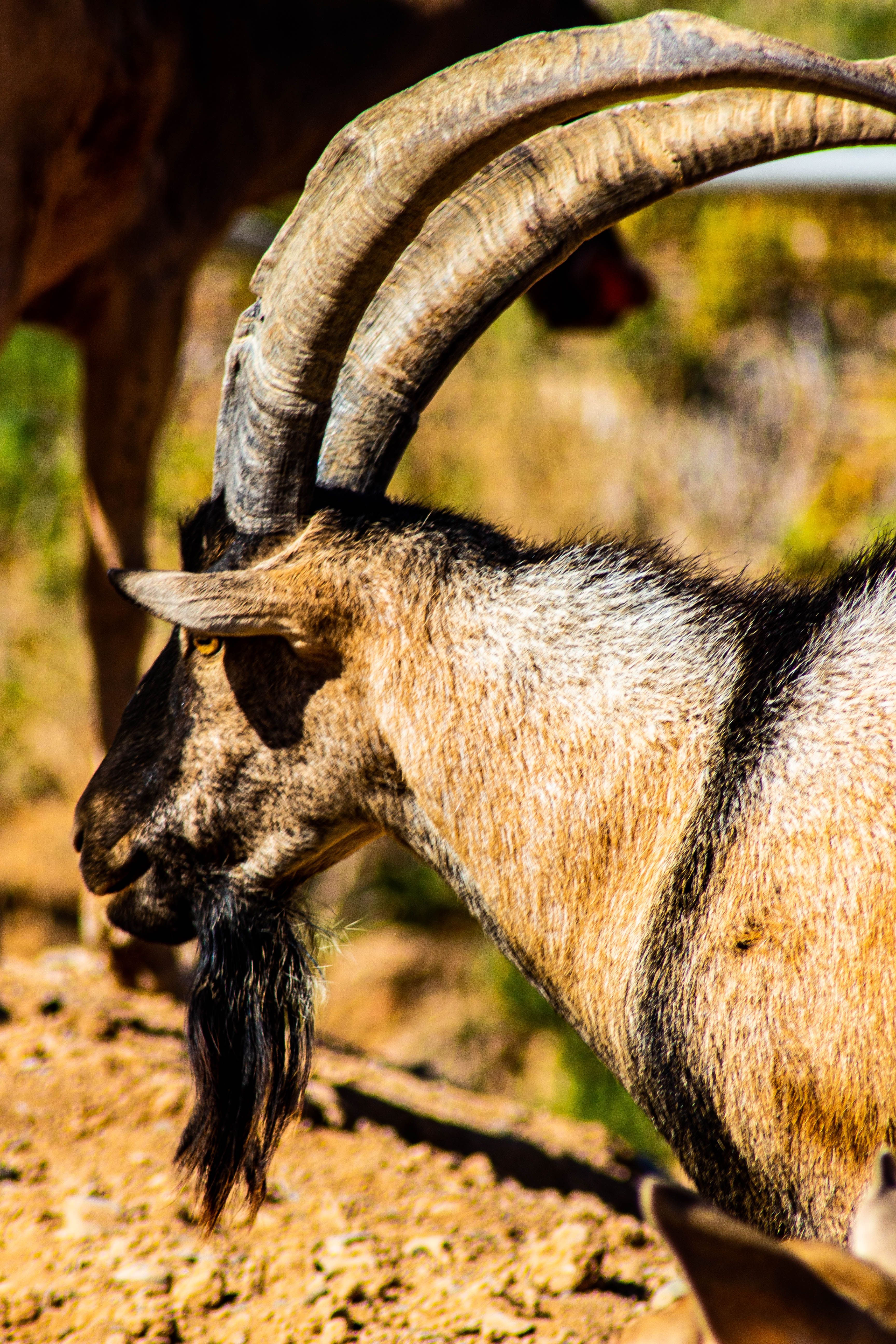 Close-up of a majestic goat with large curved horns in a sunlit natural setting.