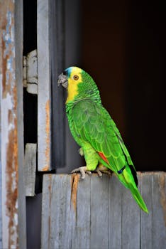 A vivid green parrot perched on a rustic window in Soledade, Paraíba, showcasing colorful plumage and a curious pose.