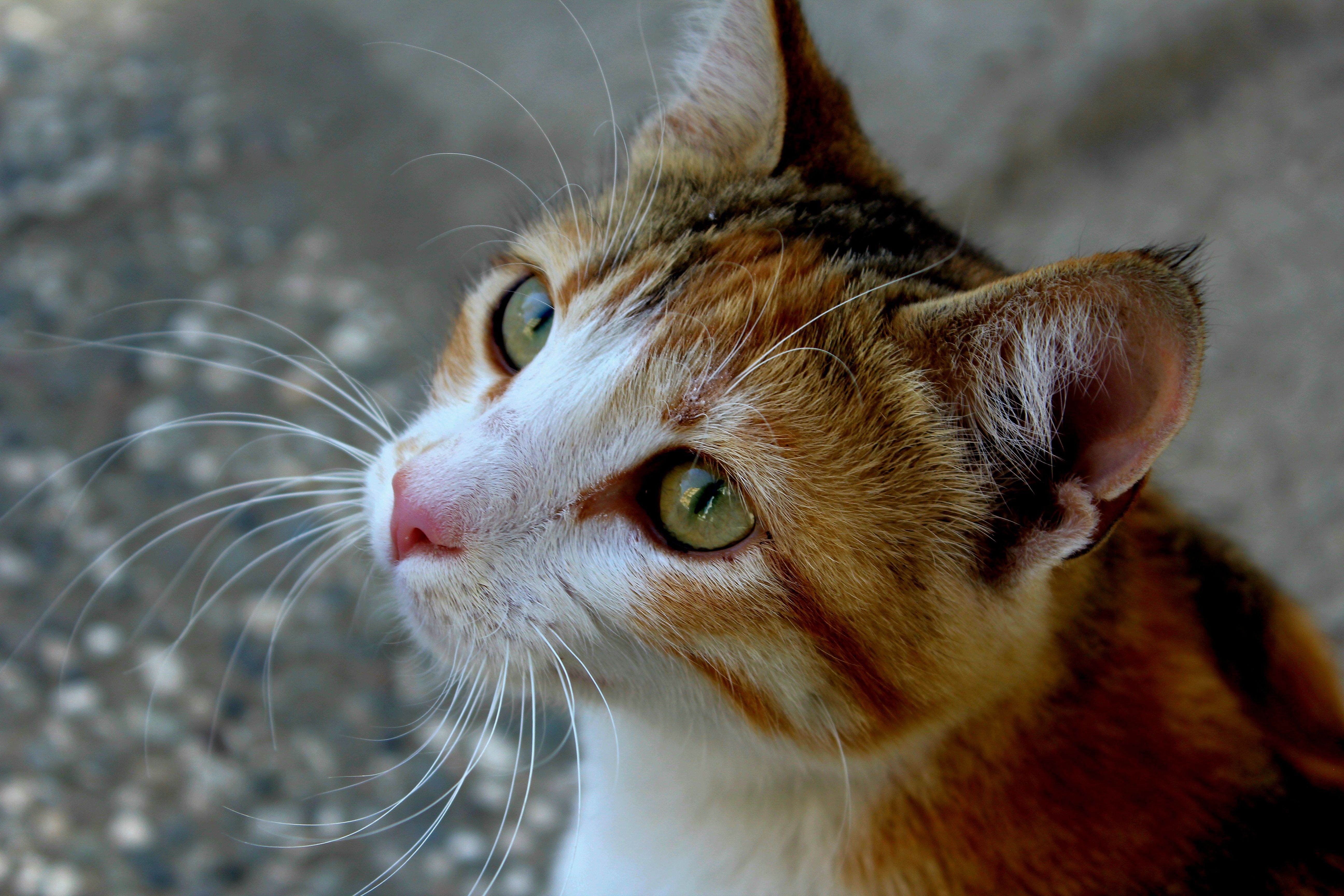 Portrait of a cat at a veterinary clinic