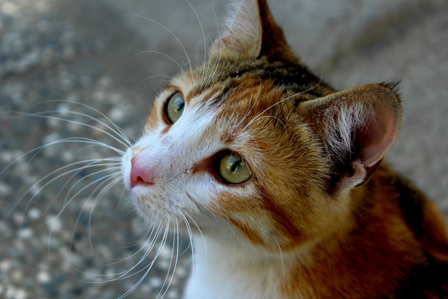 Portrait of a cat at a veterinary clinic