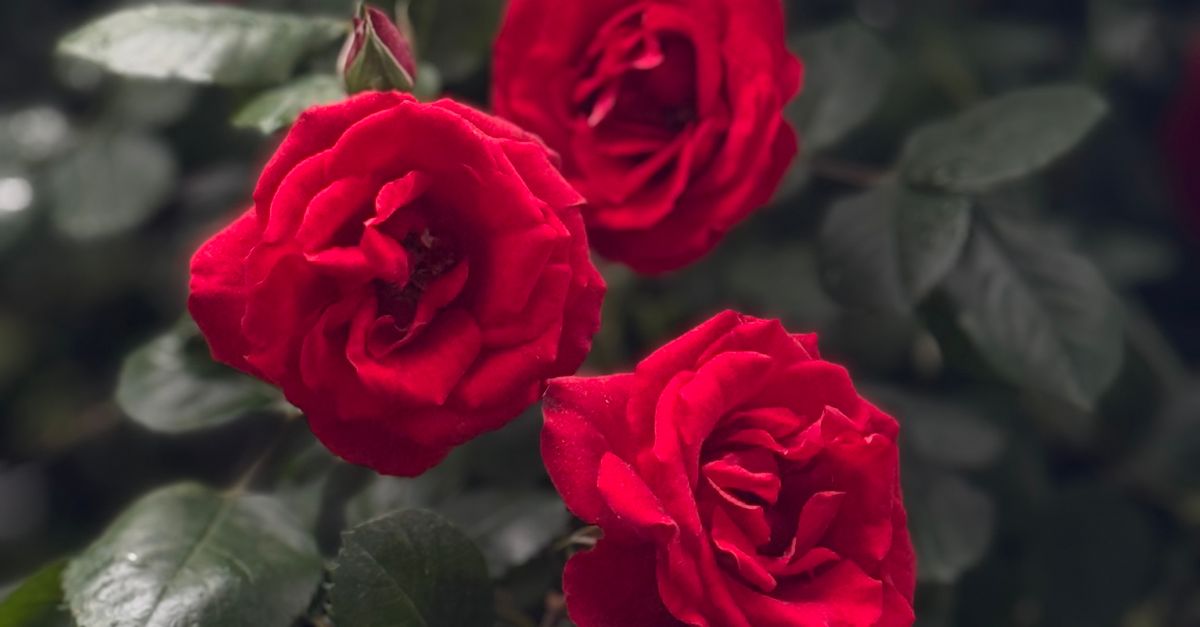 Lush Red Roses Vibrant Red Roses in a Lush Garden Setting · Free Stock Photo