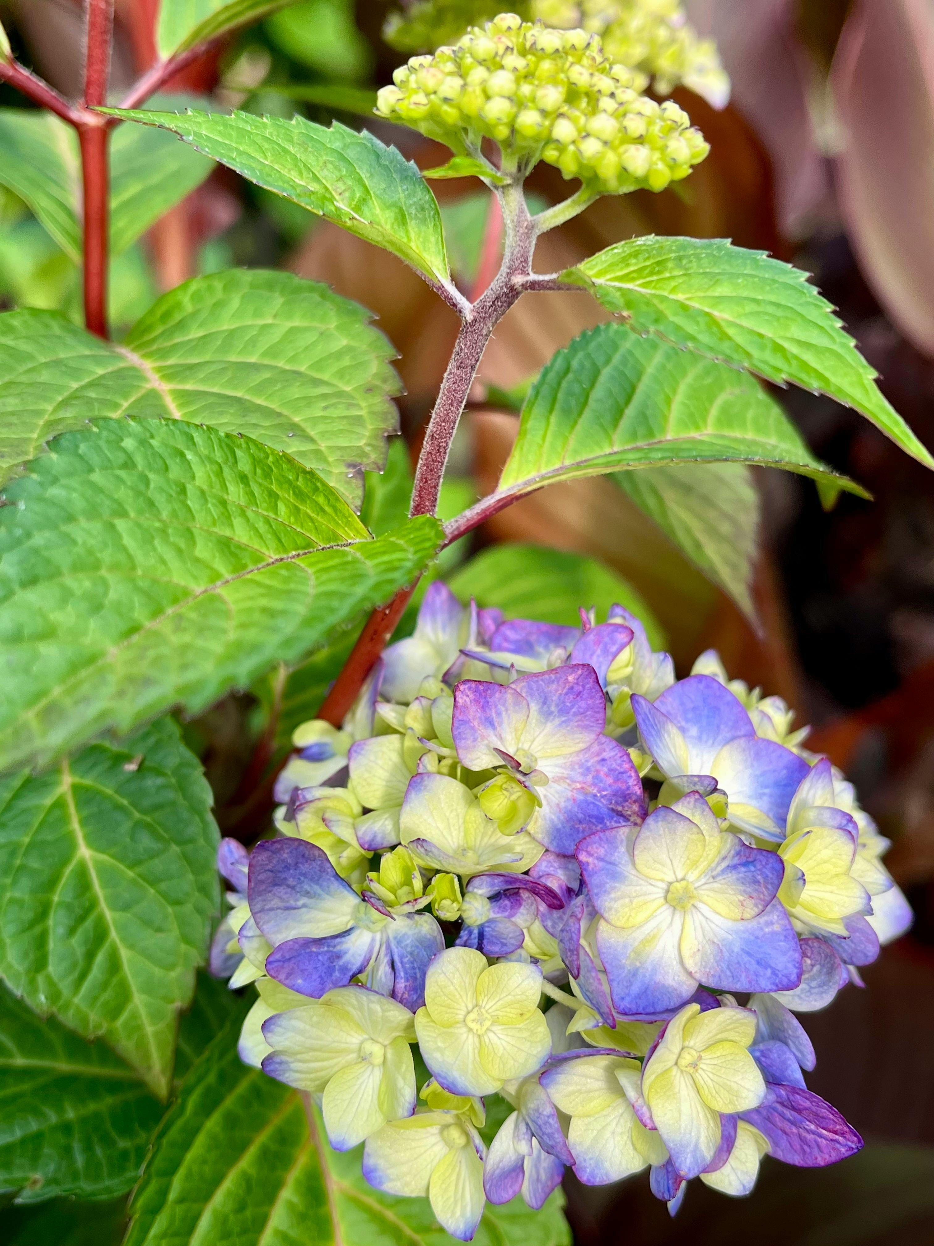 Why This Year’s Hydrangea Explosion Is a Sign of Changing Times