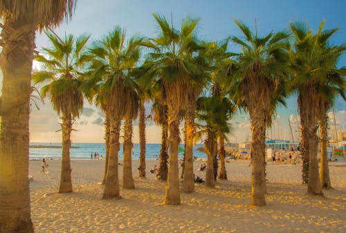 Free stock photo of coast, israel, palm trees