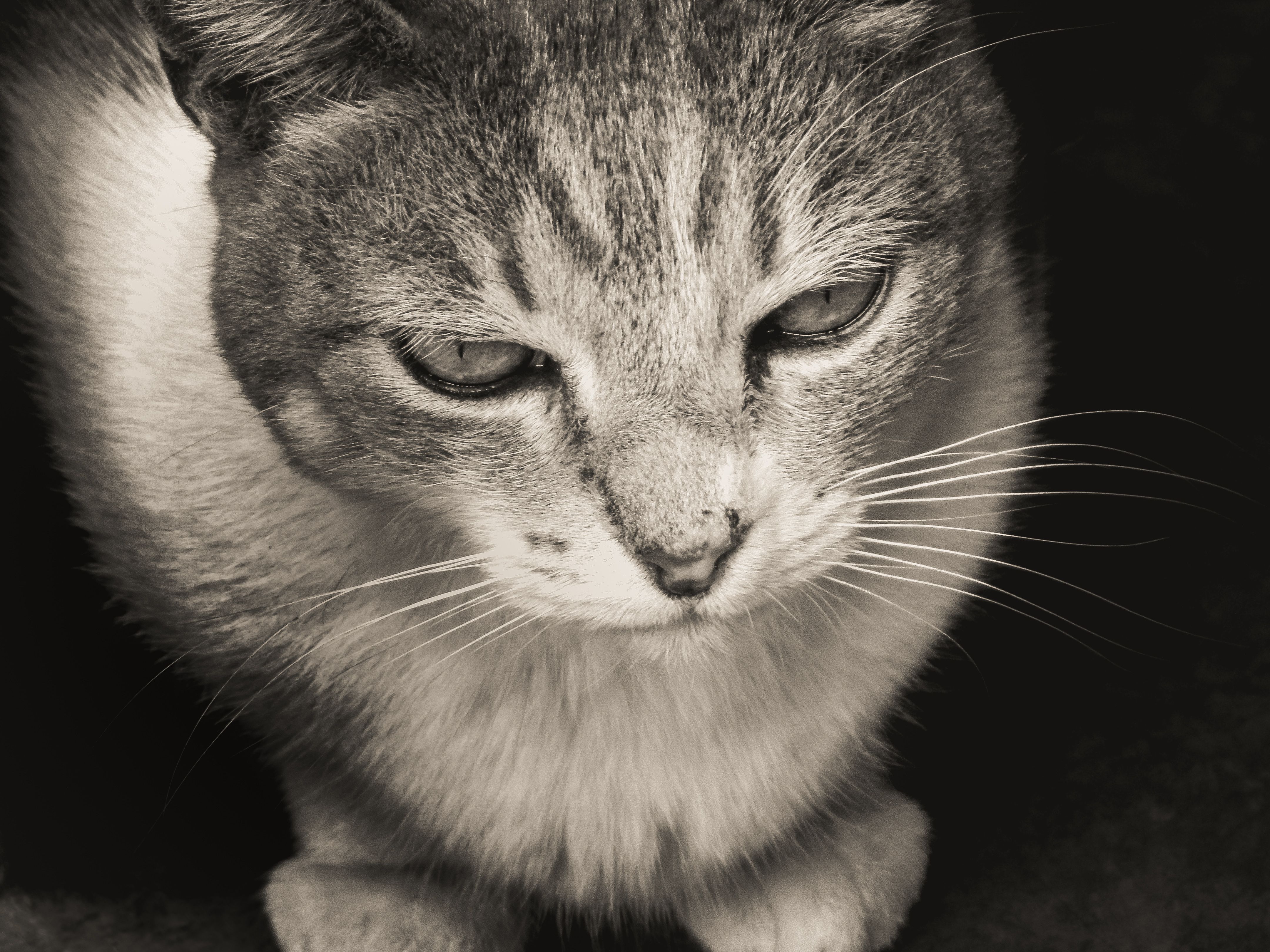 Portrait of a cat at a veterinary clinic