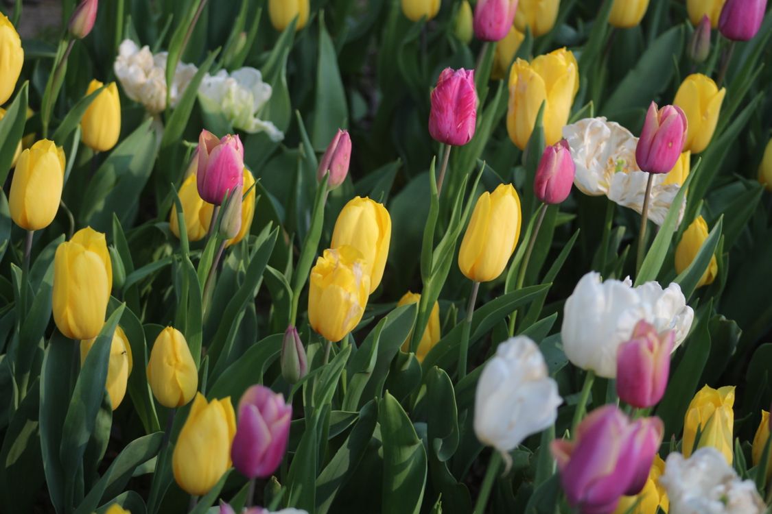 Gratis Una meravigliosa esposizione di tulipani in fiore in primavera, con vivaci fiori gialli, rosa e bianchi. Foto a disposizione