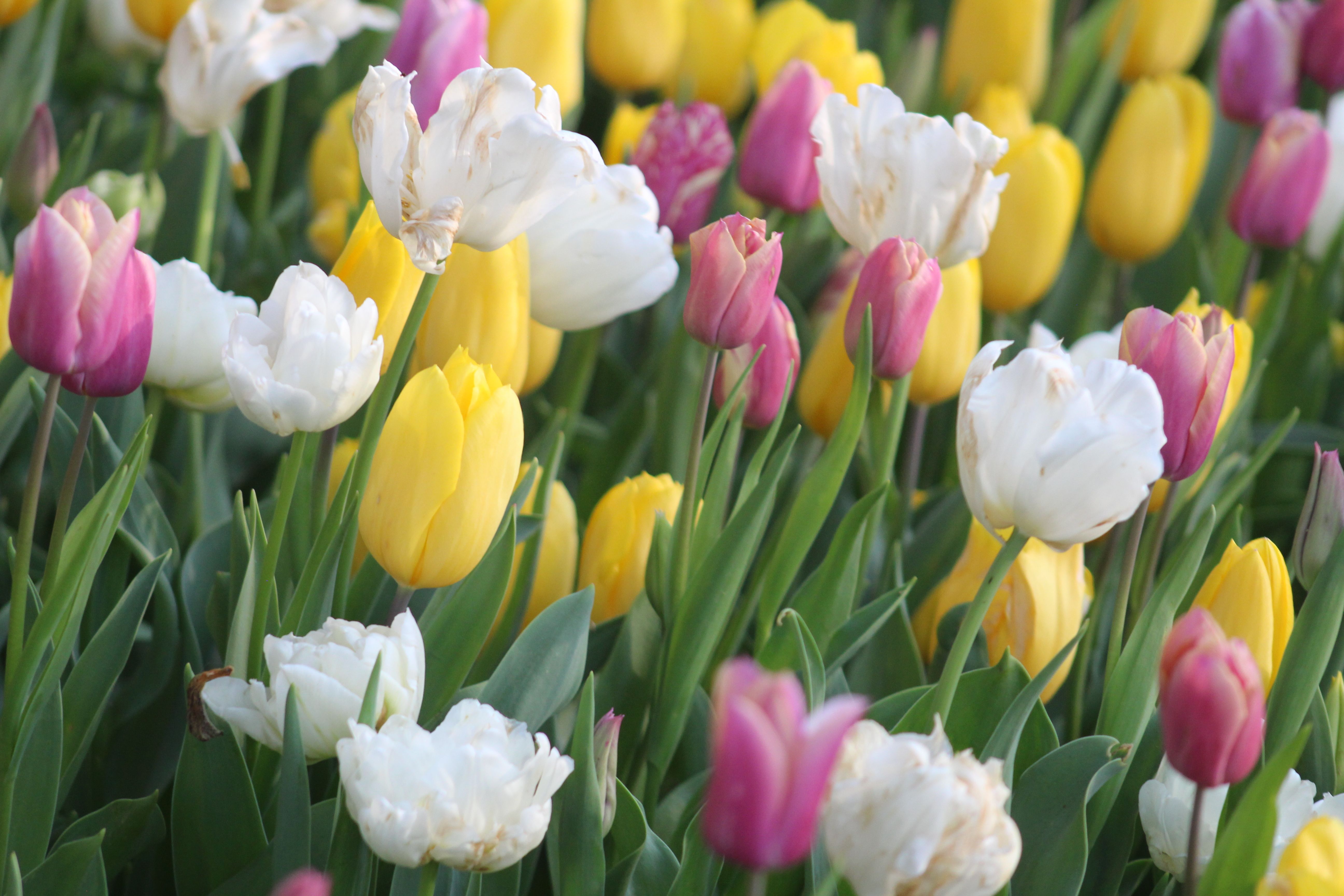 Gratis Una vivace esposizione di tulipani colorati in fiore in un giardino primaverile, con petali gialli, rosa e bianchi. Foto a disposizione