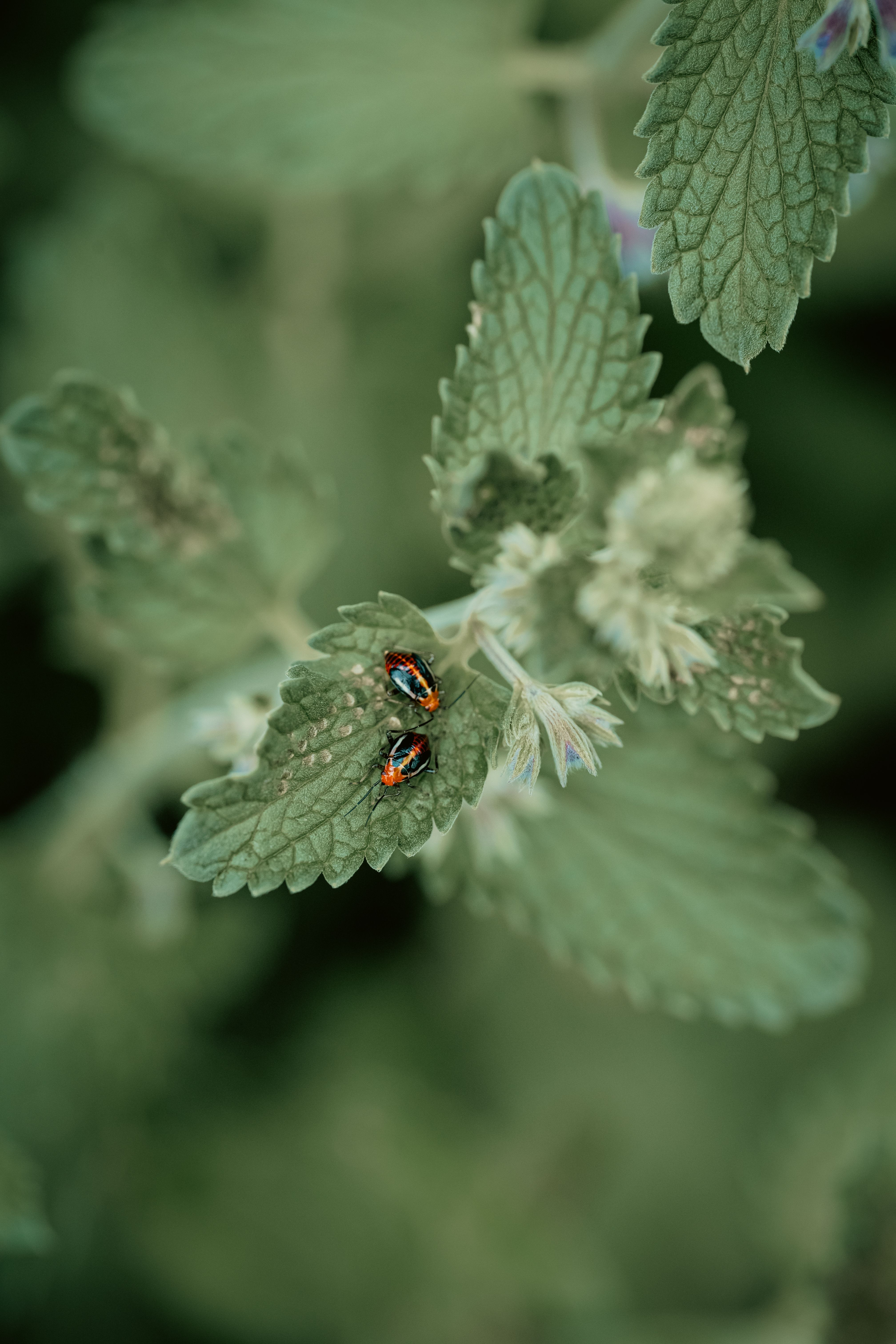Two ladybugs resting on vibrant green leaves in nature capture the beauty of symmetry and color contrast.