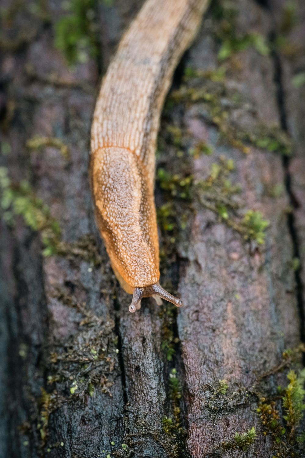 Tree Band Slugs Close-up of a Slug on Tree Bark in Nature · Free Stock Photo