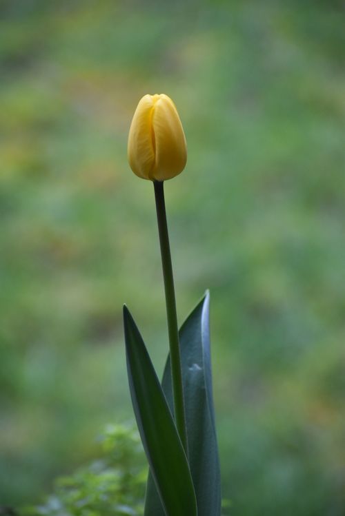 Free A beautiful yellow tulip in bloom, captured outdoors with a blurred green background. Stock Photo