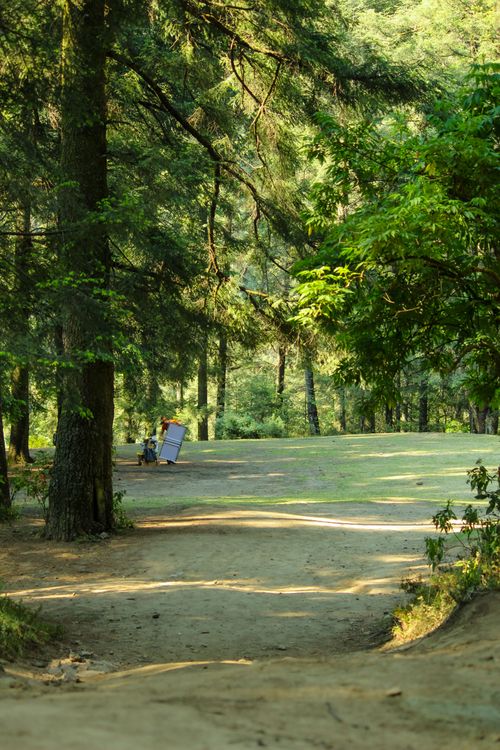 Free Serene forest setting with natural light and tall trees in Mexico City. Stock Photo